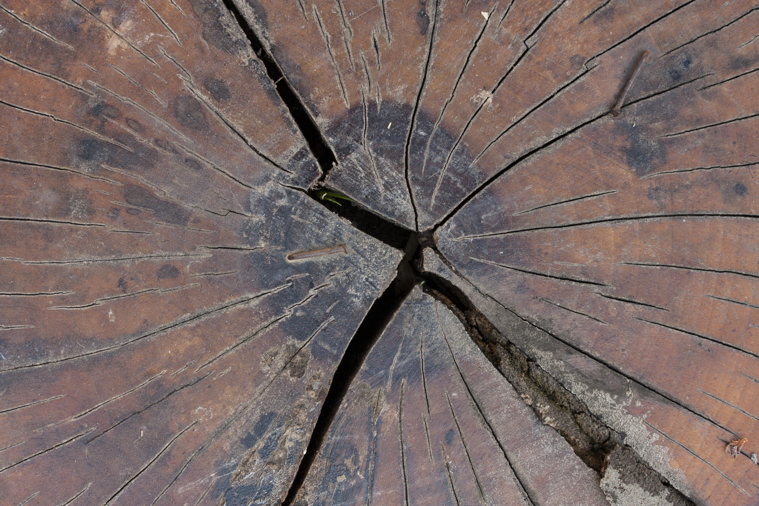 Comprehensive Guide to Protecting Wooden Structures Against Shashel.en Threats